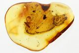 Detailed Fossil Moth (Lepidoptera) in Baltic Amber #335860-1